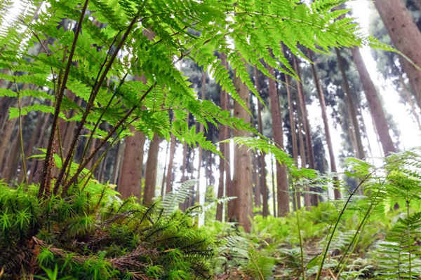 如何利用生物進(jìn)行環(huán)境監(jiān)測(cè)？